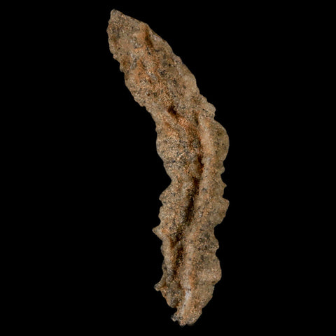 2.9" Fulgurite Petrified Lighting Strike Glass Sahara Desert Algeria - Fossil Age Minerals