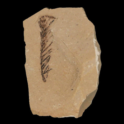 1.7" Detailed Fossil Plant Leafs Metasequoia Dawn Redwood Oligocene Age MT COA - Fossil Age Minerals