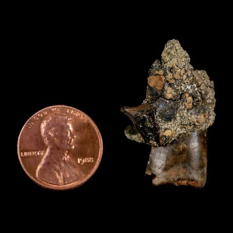 0.8" Tyrannosaur Fossil Tooth In Matrix and Centrosaurus Tooth Cretaceous Dinosaur COA