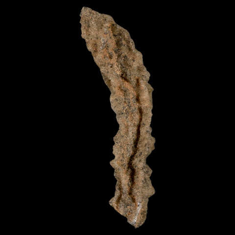 2.9" Fulgurite Petrified Lighting Strike Glass Sahara Desert Algeria - Fossil Age Minerals