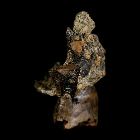 0.8" Tyrannosaur Fossil Tooth In Matrix and Centrosaurus Tooth Cretaceous Dinosaur COA