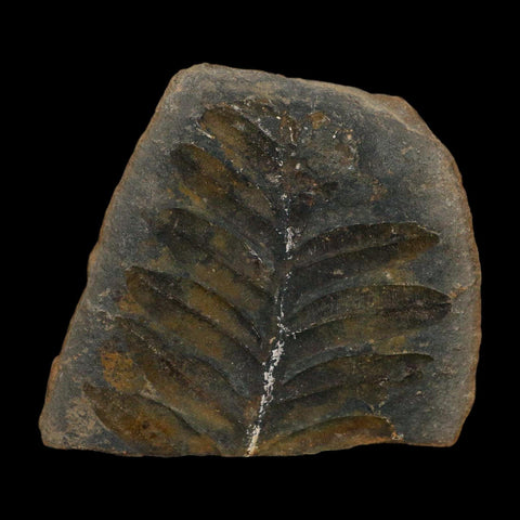 2.4" Neuropteris Fossil Leaves Mazon Creek Nodule Pennsylvanian Age Split-Pair