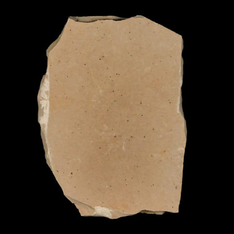 1.7" Detailed Fossil Plant Leafs Metasequoia Dawn Redwood Oligocene Age MT COA - Fossil Age Minerals