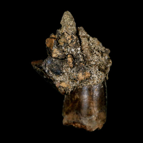 0.8" Tyrannosaur Fossil Tooth In Matrix and Centrosaurus Tooth Cretaceous Dinosaur COA