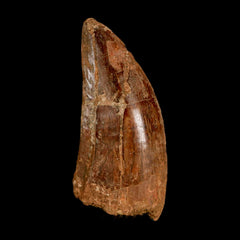 Carcharodontosaurus Fossil