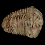 2.6" Flexicalymene Trilobite Fossil Ordovician Age Tazzarine Region Morocco COA