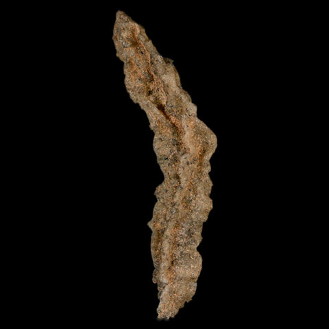 2.9" Fulgurite Petrified Lighting Strike Glass Sahara Desert Algeria - Fossil Age Minerals