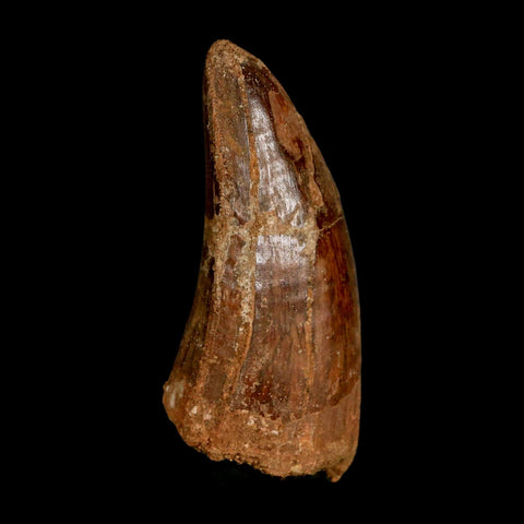 2.8" Carcharodontosaurus Serrated Fossil Tooth Cretaceous Theropod Dinosaur COA, Display - Fossil Age Minerals