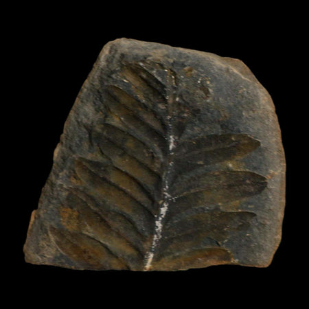 2.4" Neuropteris Fossil Leaves Mazon Creek Nodule Pennsylvanian Age Split-Pair