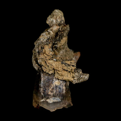 0.8" Tyrannosaur Fossil Tooth In Matrix and Centrosaurus Tooth Cretaceous Dinosaur COA