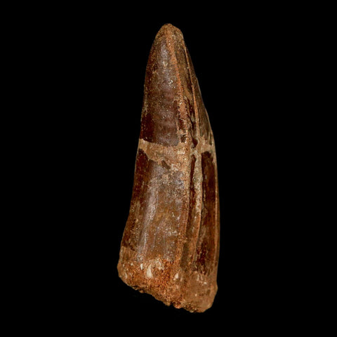 2.8" Carcharodontosaurus Serrated Fossil Tooth Cretaceous Theropod Dinosaur COA, Display - Fossil Age Minerals