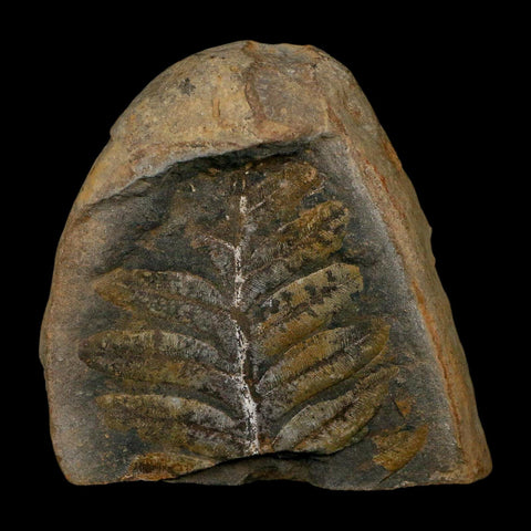 2.4" Neuropteris Fossil Leaves Mazon Creek Nodule Pennsylvanian Age Split-Pair