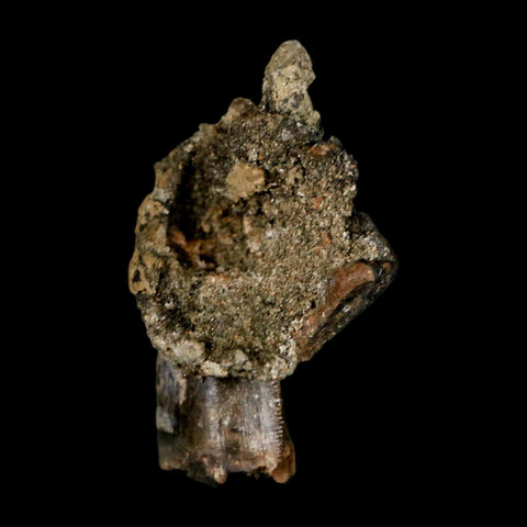 0.8" Tyrannosaur Fossil Tooth In Matrix and Centrosaurus Tooth Cretaceous Dinosaur COA