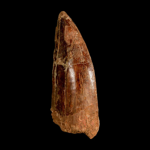 2.8" Carcharodontosaurus Serrated Fossil Tooth Cretaceous Theropod Dinosaur COA, Display - Fossil Age Minerals