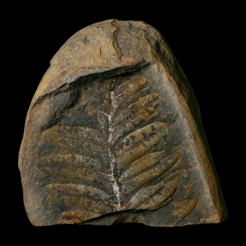 2.4" Neuropteris Fossil Leaves Mazon Creek Nodule Pennsylvanian Age Split-Pair