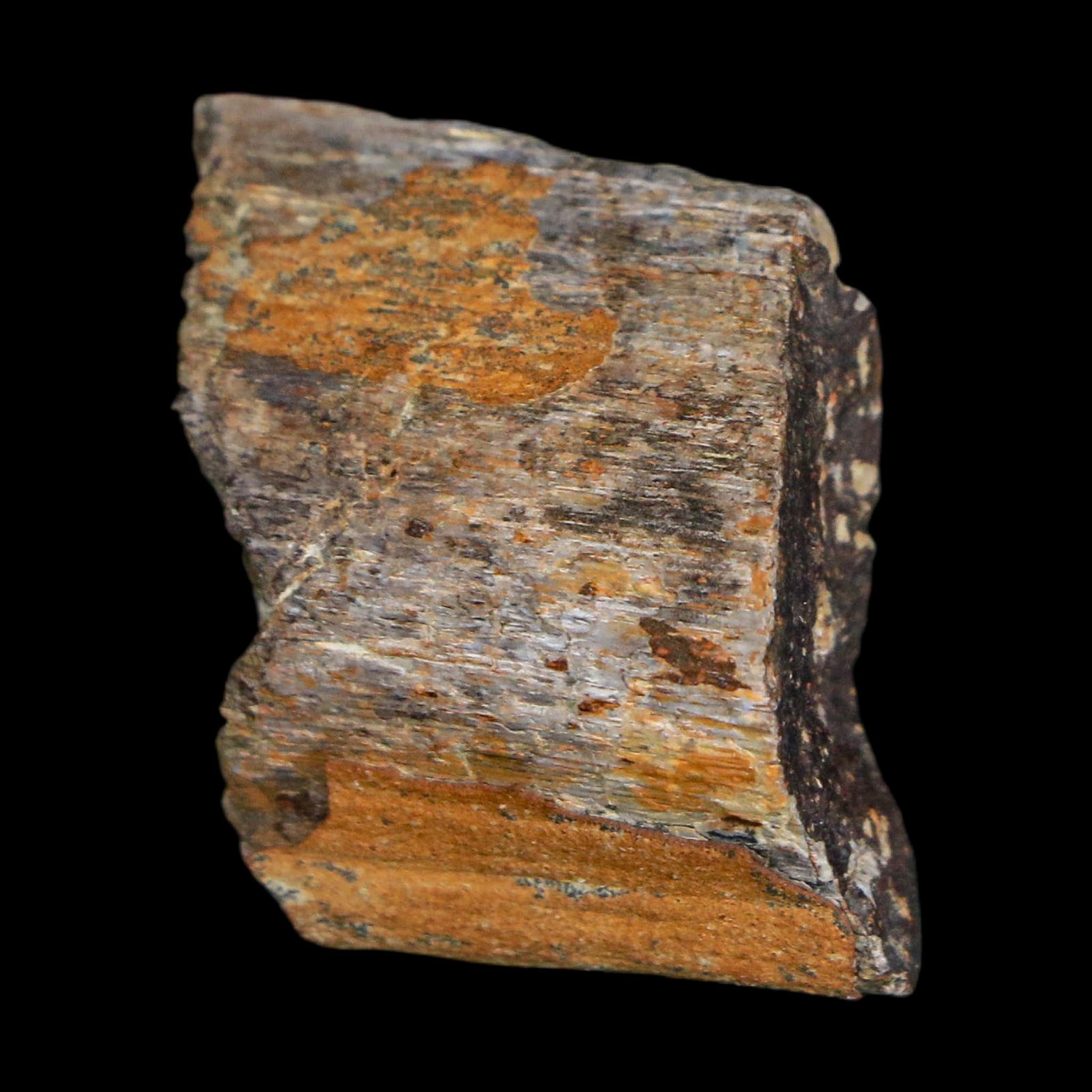 1" Stegosaurus Fossil Rib Bone Morrison FM Wyoming Jurassic Age Dinosaur COA