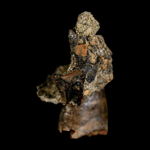 0.8" Tyrannosaur Fossil Tooth In Matrix and Centrosaurus Tooth Cretaceous Dinosaur COA