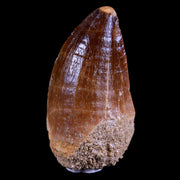 XL 2.1" Mosasaur Prognathodon Fossil Tooth Cretaceous Dinosaur Era COA & Stand