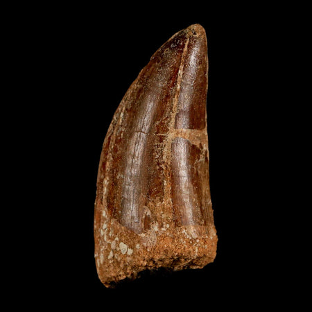 2.8" Carcharodontosaurus Serrated Fossil Tooth Cretaceous Theropod Dinosaur COA, Display