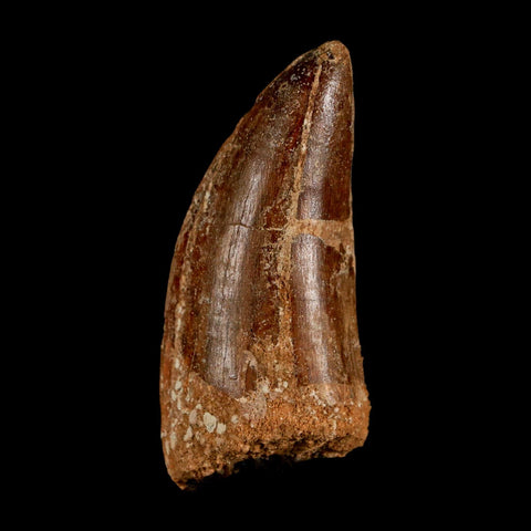 2.8" Carcharodontosaurus Serrated Fossil Tooth Cretaceous Theropod Dinosaur COA, Display - Fossil Age Minerals