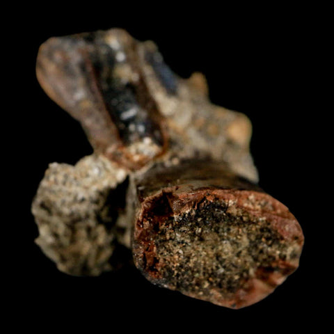 0.8" Tyrannosaur Fossil Tooth In Matrix and Centrosaurus Tooth Cretaceous Dinosaur COA