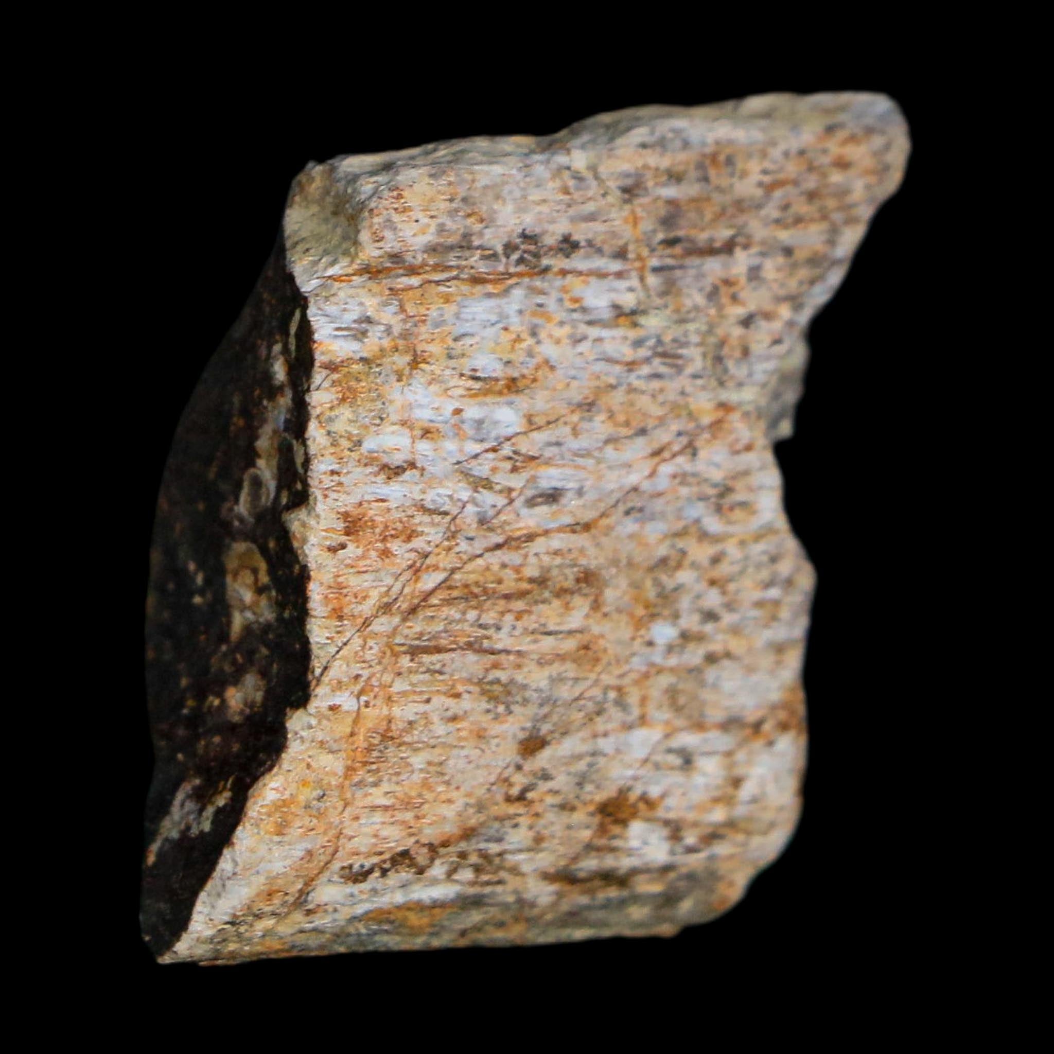 1" Stegosaurus Fossil Rib Bone Morrison FM Wyoming Jurassic Age Dinosaur COA