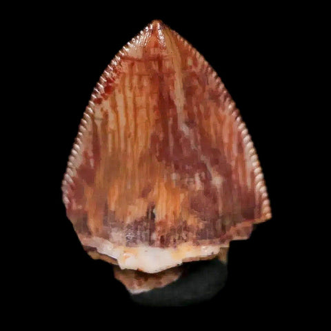 0.6" Phytosaur Fossil Tooth Triassic Age Archosaur Redonda FM NM COA & Display - Fossil Age Minerals