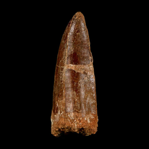 2.8" Carcharodontosaurus Serrated Fossil Tooth Cretaceous Theropod Dinosaur COA, Display - Fossil Age Minerals