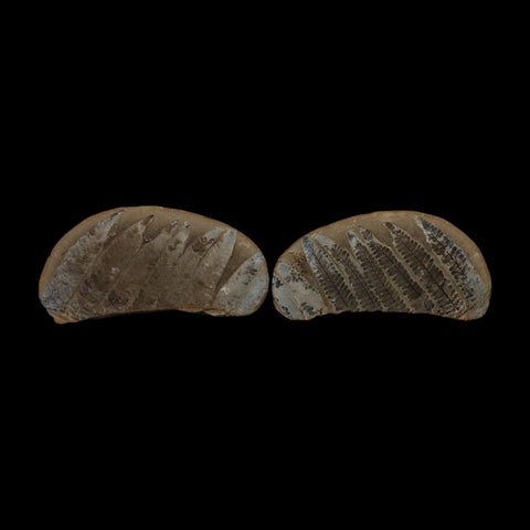 5.3" Lobatopteris Fossils Leaves Mazon Creek Nodule Pennsylvanian Age Split-Pair