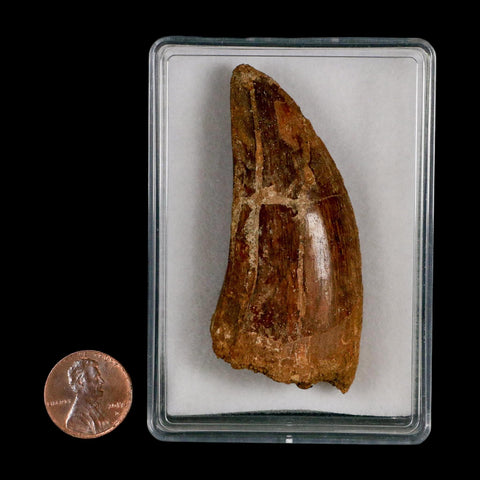 2.8" Carcharodontosaurus Serrated Fossil Tooth Cretaceous Theropod Dinosaur COA, Display - Fossil Age Minerals