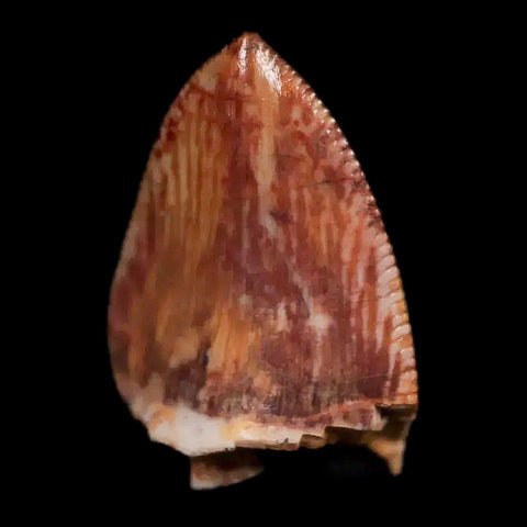 0.6" Phytosaur Fossil Tooth Triassic Age Archosaur Redonda FM NM COA & Display - Fossil Age Minerals