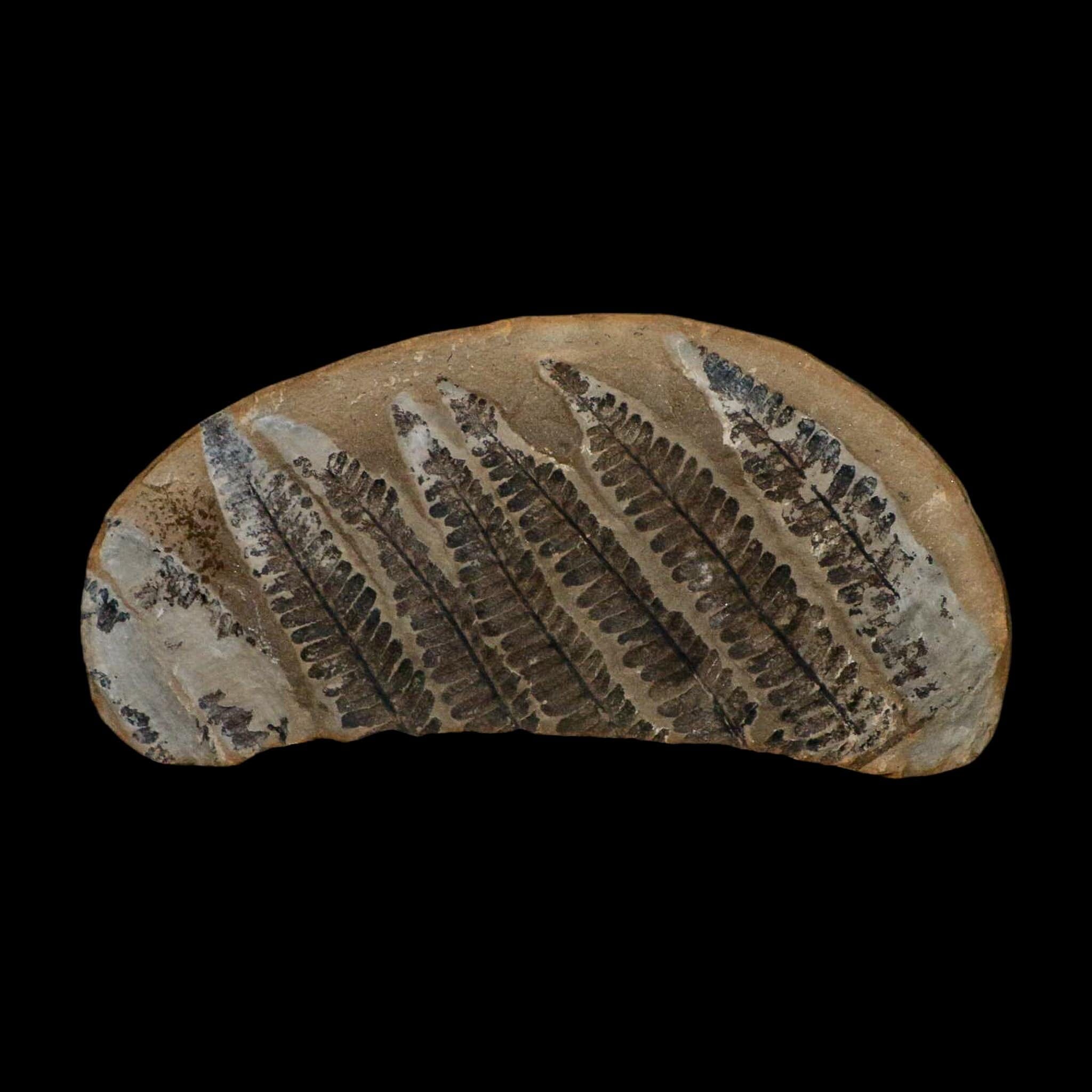 5.3" Lobatopteris Fossils Leaves Mazon Creek Nodule Pennsylvanian Age Split-Pair - Fossil Age Minerals