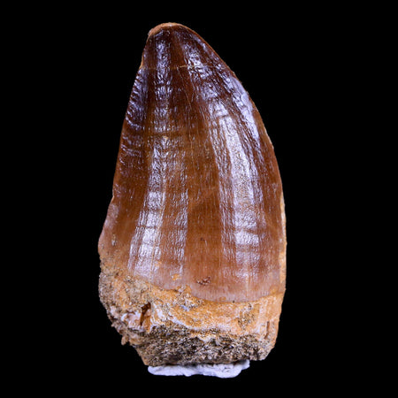 XL 2.1" Mosasaur Prognathodon Fossil Tooth Cretaceous Dinosaur Era COA & Stand