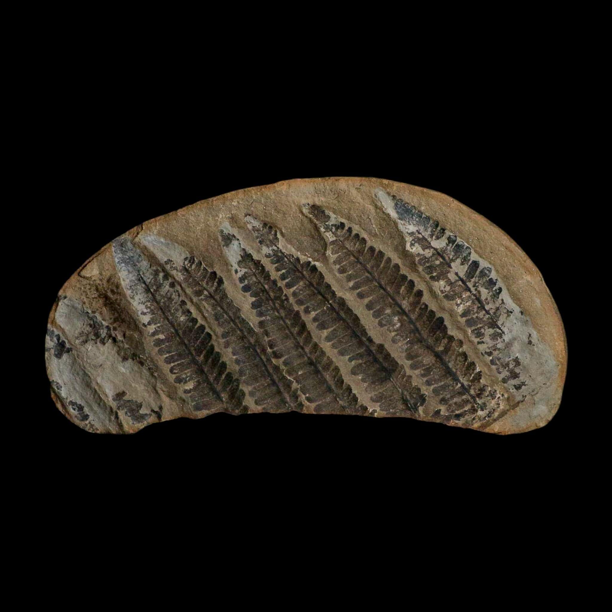 5.3" Lobatopteris Fossils Leaves Mazon Creek Nodule Pennsylvanian Age Split-Pair - Fossil Age Minerals