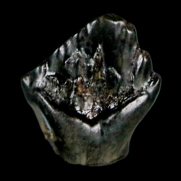 0.3