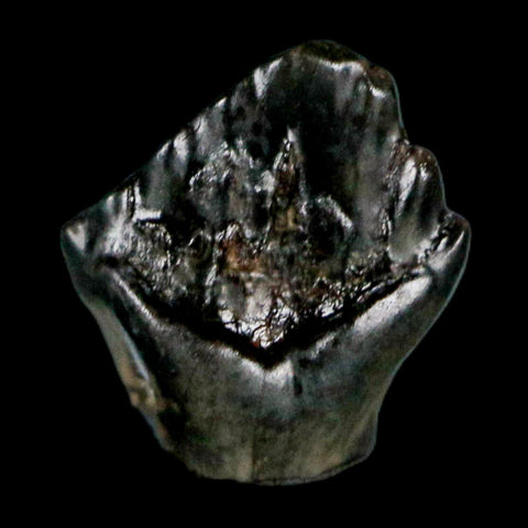 0.3" Ankylosaurus Fossil Tooth Judith River FM Cretaceous Dinosaur MT COA & Display