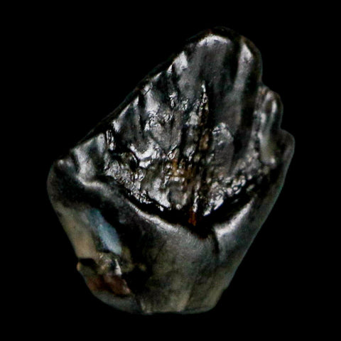 0.3" Ankylosaurus Fossil Tooth Judith River FM Cretaceous Dinosaur MT COA & Display