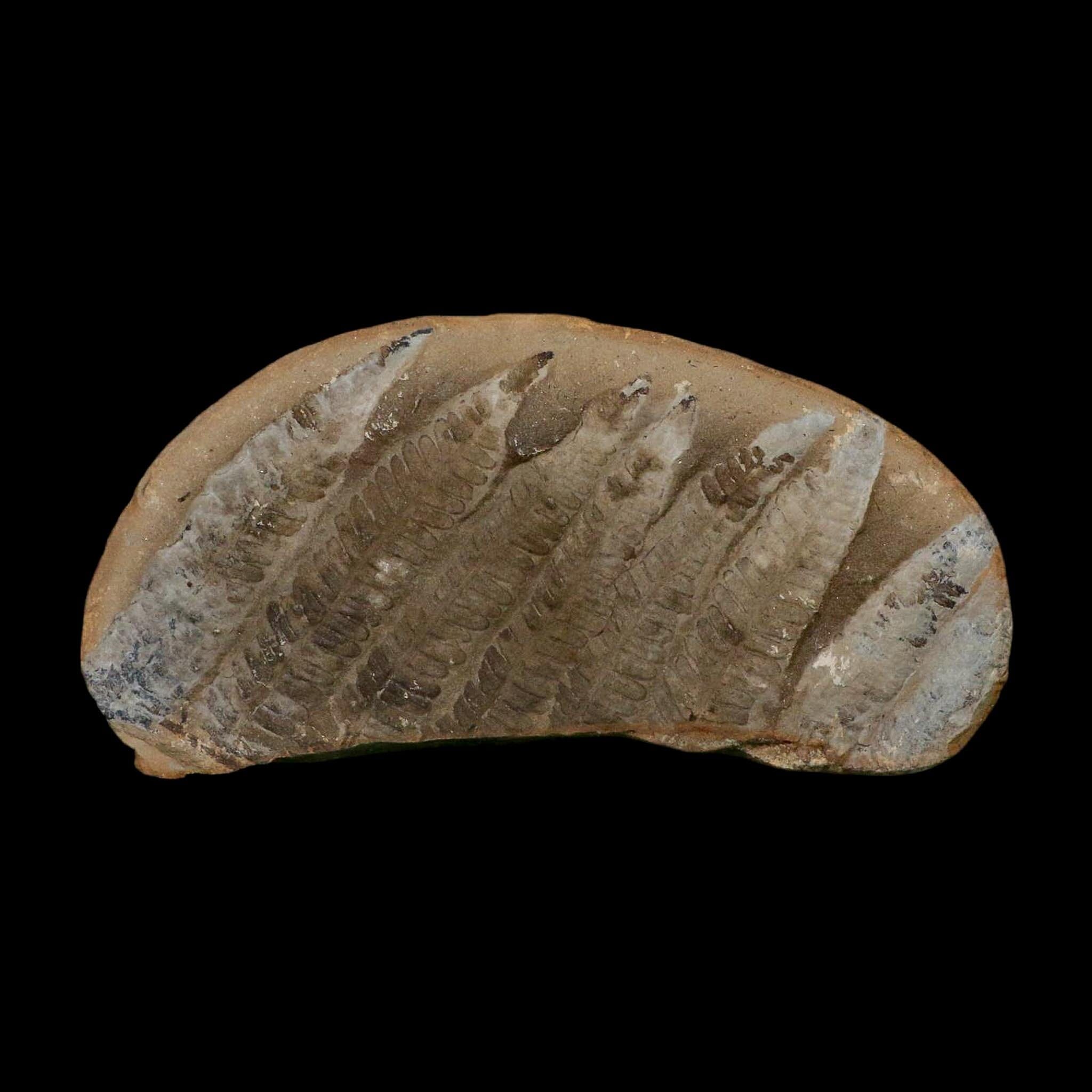 5.3" Lobatopteris Fossils Leaves Mazon Creek Nodule Pennsylvanian Age Split-Pair - Fossil Age Minerals