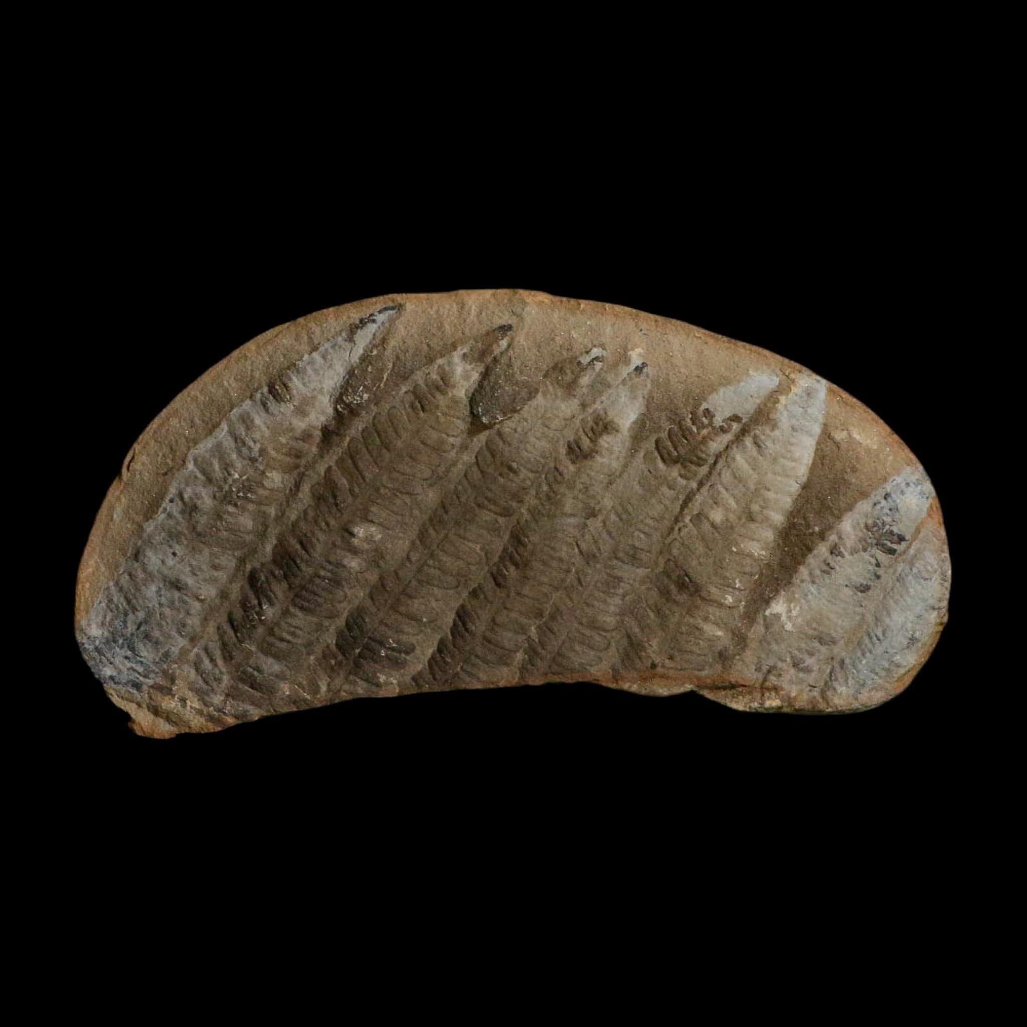 5.3" Lobatopteris Fossils Leaves Mazon Creek Nodule Pennsylvanian Age Split-Pair - Fossil Age Minerals