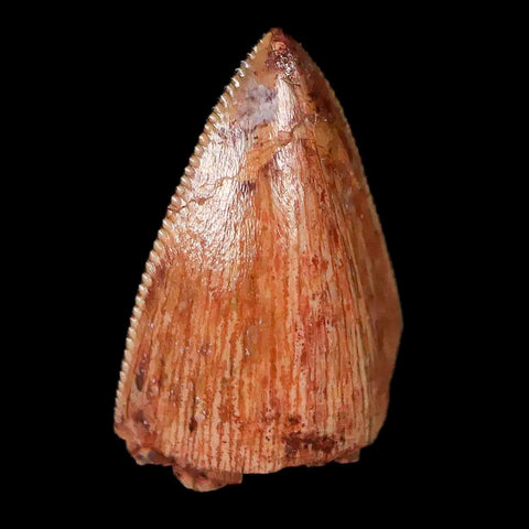 0.6" Phytosaur Fossil Tooth Triassic Age Archosaur Redonda FM NM COA & Display - Fossil Age Minerals