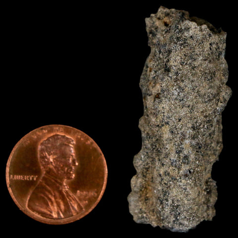 1.6" Fulgurite Petrified Lightning Strike Glass Sahara Desert Algeria - Fossil Age Minerals