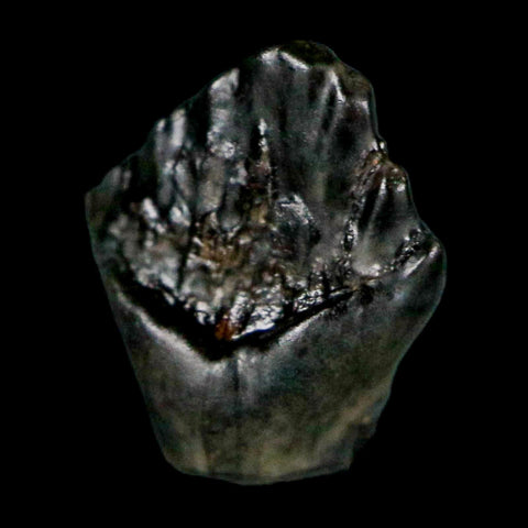 0.3" Ankylosaurus Fossil Tooth Judith River FM Cretaceous Dinosaur MT COA & Display