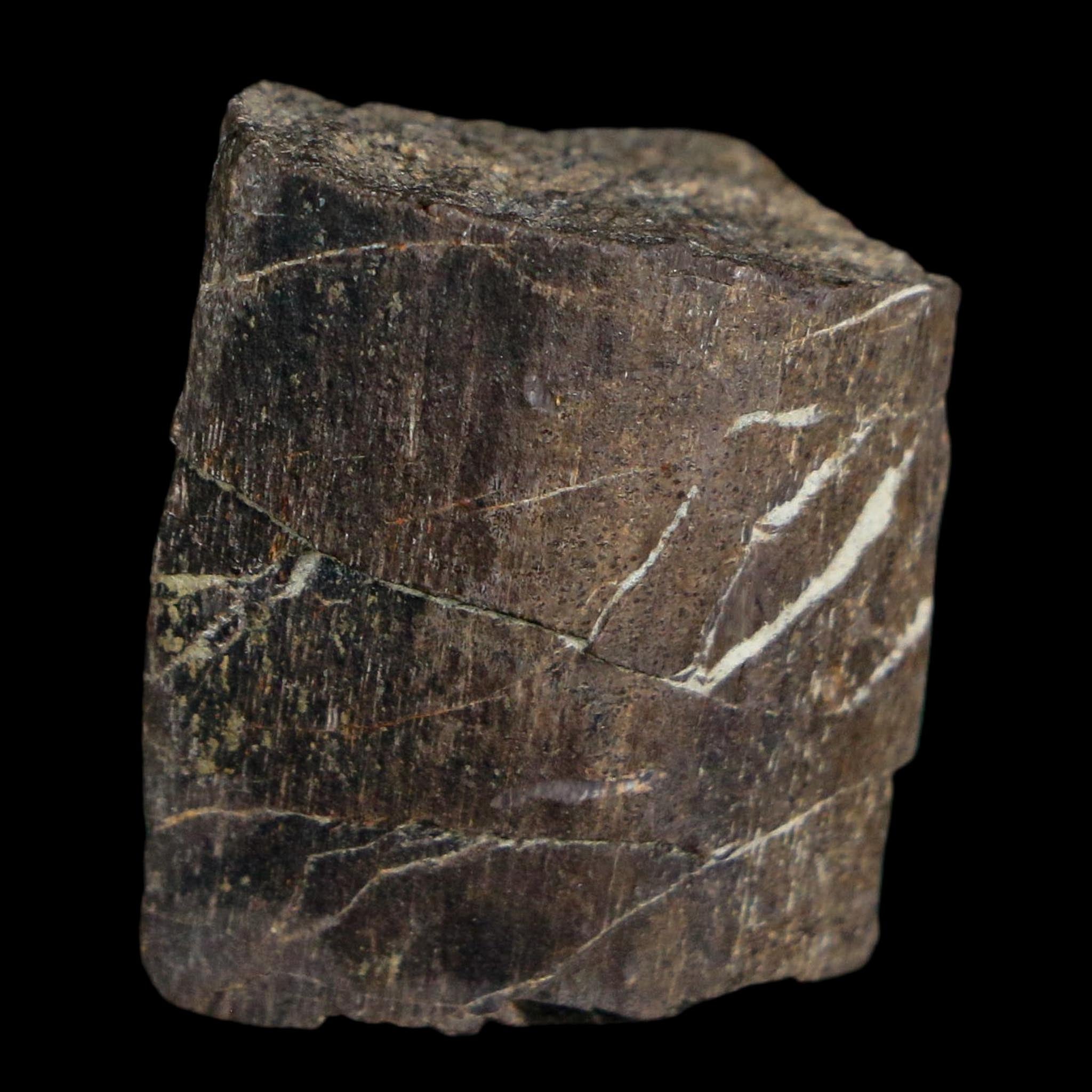 1" Stegosaurus Fossil Bone Specimen Morrison FM Wyoming Jurassic Age Dinosaur COA