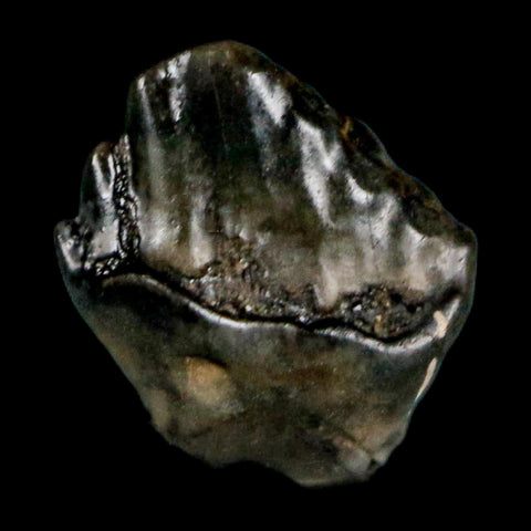 0.3" Ankylosaurus Fossil Tooth Judith River FM Cretaceous Dinosaur MT COA & Display