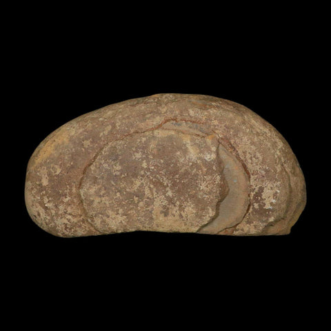 5.3" Lobatopteris Fossils Leaves Mazon Creek Nodule Pennsylvanian Age Split-Pair