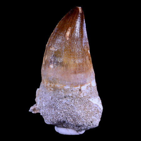 XL 3" Mosasaur Prognathodon Fossil Tooth Cretaceous Dinosaur Era COA & Stand