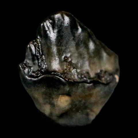 0.3" Ankylosaurus Fossil Tooth Judith River FM Cretaceous Dinosaur MT COA & Display