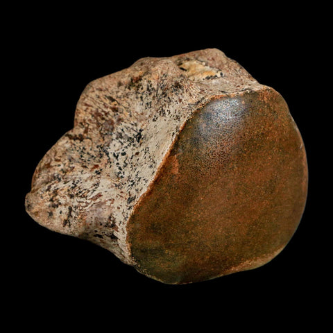 2.8" Mosasaur Fossil Polished Vertebrae Cretaceous Dinosaur Era TX Ozan FM COA, Stand - Fossil Age Minerals