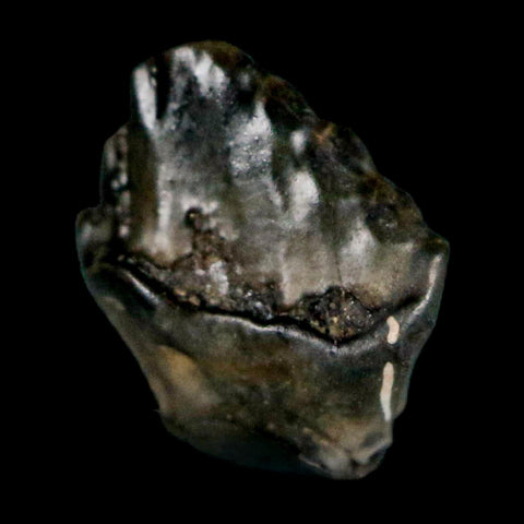 0.3" Ankylosaurus Fossil Tooth Judith River FM Cretaceous Dinosaur MT COA & Display