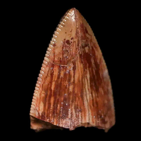 0.6" Phytosaur Fossil Tooth Triassic Age Archosaur Redonda FM NM COA & Display - Fossil Age Minerals